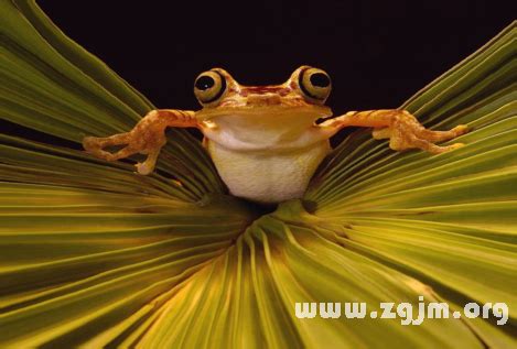 動物代表號碼|夢見【動物】周公解夢，周公解夢大全查詢